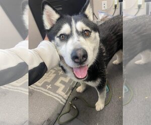 Huskies -Unknown Mix Dogs for adoption in El Centro, CA, USA