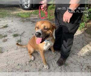 Mastiff Dogs for adoption in Ocala, FL, USA