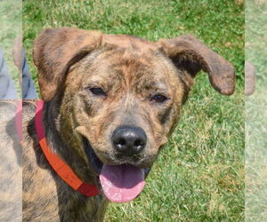 Black Mouth Cur-Plott Hound Mix Dogs for adoption in Huntley, IL, USA