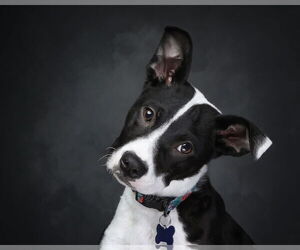 American Pit Bull Terrier-Unknown Mix Dogs for adoption in Bellevue, WA, USA