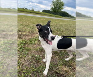 Rat Terrier-Unknown Mix Dogs for adoption in Oakhurst, NJ, USA