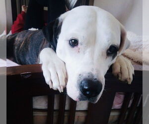American Pit Bull Terrier-Unknown Mix Dogs for adoption in Germantown, OH, USA