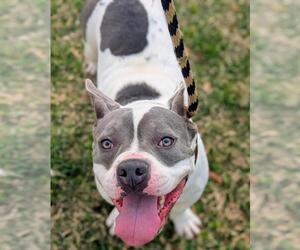 Medium Photo #1 Mutt Puppy For Sale in Texas City, TX, USA