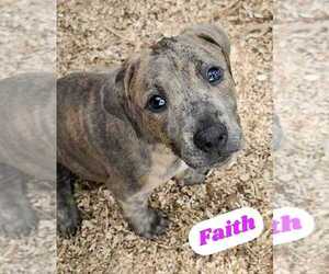 American Pit Bull Terrier-American Staffordshire Terrier Mix Dogs for adoption in Wenonah, NJ, USA