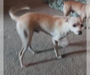 Italian Greyhound Dogs for adoption in Tonopah, AZ, USA