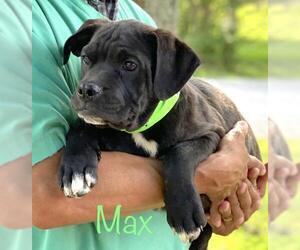 Bulloxer Dogs for adoption in Wakefield, RI, USA