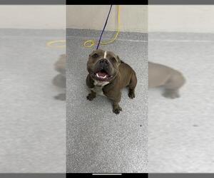 American Bulldog-Unknown Mix Dogs for adoption in Pasadena, TX, USA