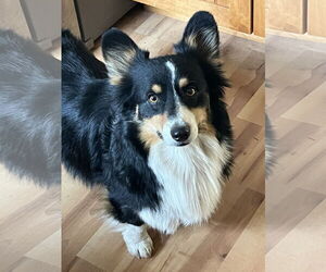 Pembroke Welsh Corgi Dogs for adoption in Denver , CO, USA