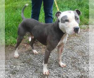 American Pit Bull Terrier-Unknown Mix Dogs for adoption in Dickson, TN, USA