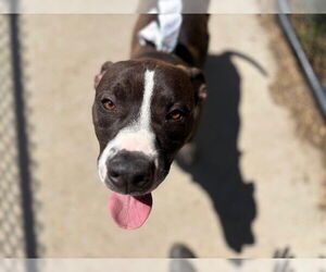 American Pit Bull Terrier-Unknown Mix Dogs for adoption in Tulsa, OK, USA