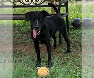 Labrador Retriever-Unknown Mix Dogs for adoption in Augusta, GA, USA