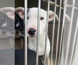 Mutt Dogs for adoption in Oklahoma City, OK, USA
