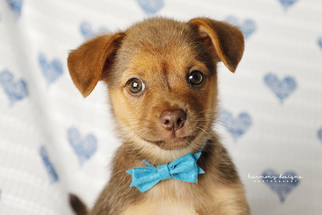 Pom-Shi Dogs for adoption in Nashville, TN, USA