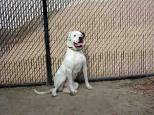 Medium Photo #1 American Bulldog Puppy For Sale in Norco, CA, USA