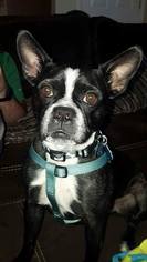 Small Boston Huahua