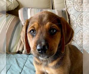 Black and Tan Coonhound-Labrador Retriever-Great Pyrenees Mix Dogs for adoption in Loudon, TN, USA