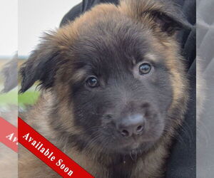 Mutt Dogs for adoption in Huntley, IL, USA