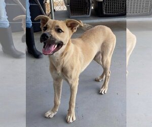 Black Mouth Cur-Unknown Mix Dogs for adoption in Pleasanton, TX, USA