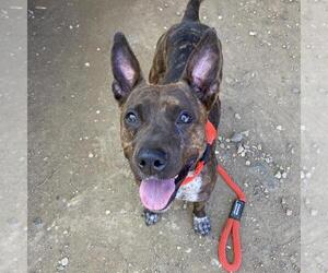 Mutt Dogs for adoption in Philadelphia, PA, USA