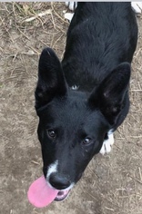 Medium Photo #1 German Shepherd Dog-Unknown Mix Puppy For Sale in Leesville, SC, USA