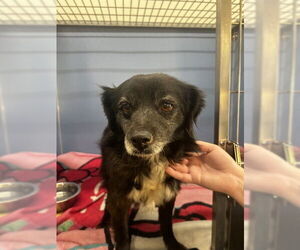 Chihuahua-Unknown Mix Dogs for adoption in San Bernardino, CA, USA