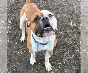 American Bulldog-Unknown Mix Dogs for adoption in Aurora, CO, USA