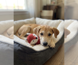 Labrador Retriever-Unknown Mix Dogs for adoption in Genesee, WI, USA