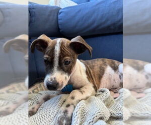 Mutt Dogs for adoption in Plainfield, IL, USA