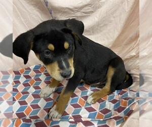 American Pit Bull Terrier-Unknown Mix Dogs for adoption in Modesto, CA, USA