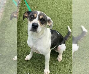 Catahoula Leopard Dog-Treeing Walker Coonhound Mix Dogs for adoption in Fayetteville, NC, USA