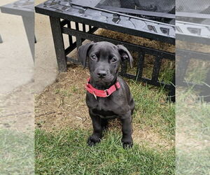 Labrador Retriever-Unknown Mix Dogs for adoption in Stephens City, VA, USA