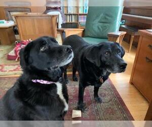 Borador Dogs for adoption in Pewaukee, WI, USA