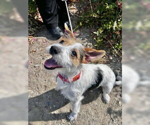 Jack Russell Terrier Dogs for adoption in Salinas, CA, USA