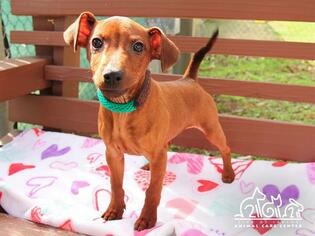 Doxie-Pin Dogs for adoption in Irvine, CA, USA