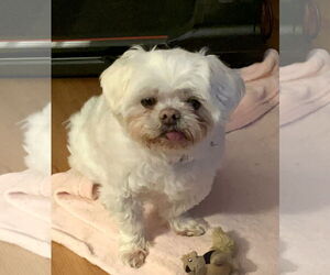 Shih Tzu Dogs for adoption in Wheaton, IL, USA