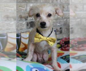 Malchi Dogs for adoption in Bandera, TX, USA