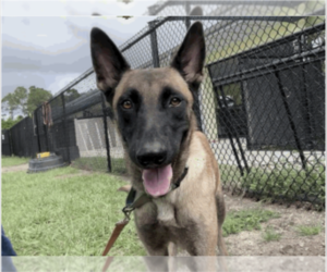 Mutt Dogs for adoption in Imlay City, MI, USA