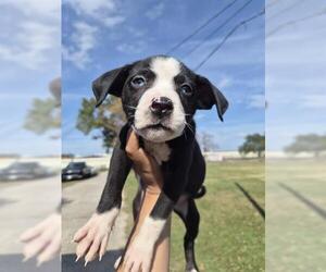 Siberian Husky-Unknown Mix Dogs for adoption in Houston, TX, USA