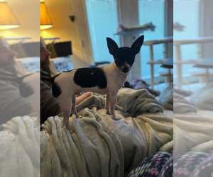 Rat-Cha Dogs for adoption in Fuquay-Varina, NC, USA
