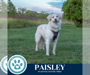 Great Pyrenees Dogs for adoption in Kimberton, PA, USA