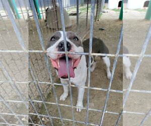Bulldog Dogs for adoption in Stover, MO, USA