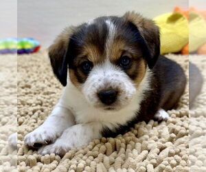 Mutt Dogs for adoption in Green Forest, AR, USA