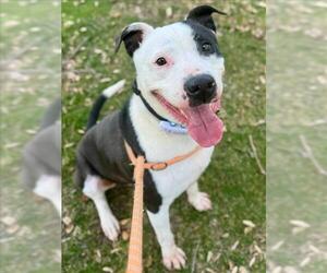 American Pit Bull Terrier Dogs for adoption in Woodland, CA, USA