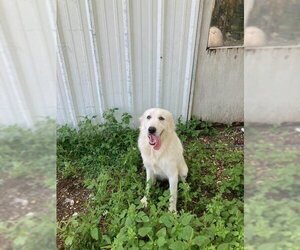 Great Pyrenees-Unknown Mix Dogs for adoption in Thorndale, TX, USA