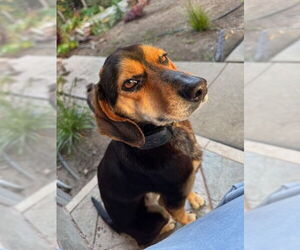 Beagle Dogs for adoption in Apple Valley, CA, USA