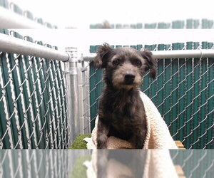 Medium Photo #2 Mutt Puppy For Sale in Downey, CA, USA