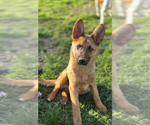 Mutt Dogs for adoption in Aurora, IN, USA