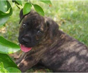 Puginese Dogs for adoption in Sanford, FL, USA