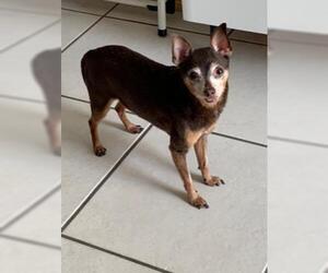 Chipin Dogs for adoption in Miami, FL, USA