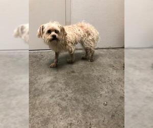 Maltese Dogs for adoption in Rosenberg, TX, USA